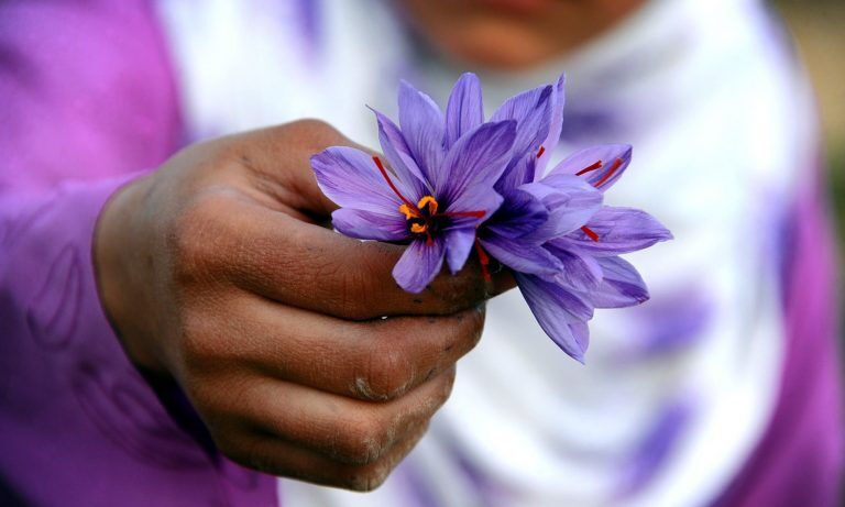 زعفران